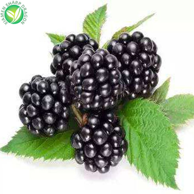 wholesale iqf blackberry bulk frozen black berries