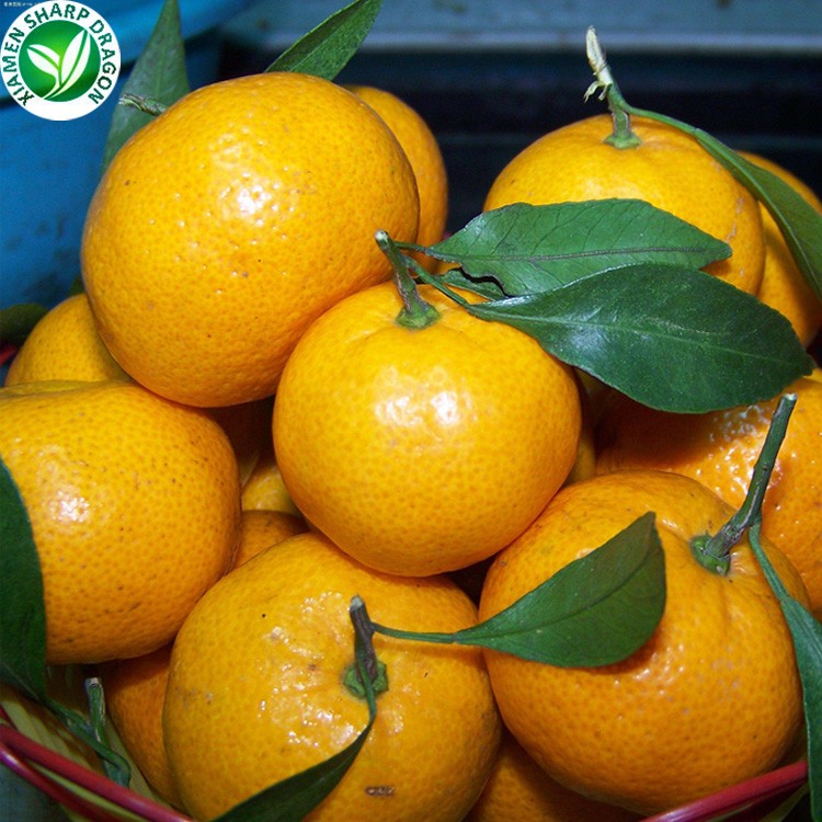 bulk chinese sweet fruit fresh packaged mandarin oranges